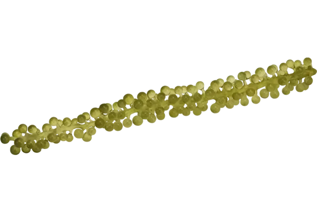 Moai Caviar (Zeedruif) 35gr kist 2 stuks